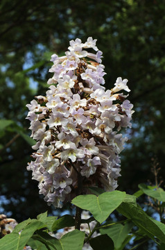 泡桐花