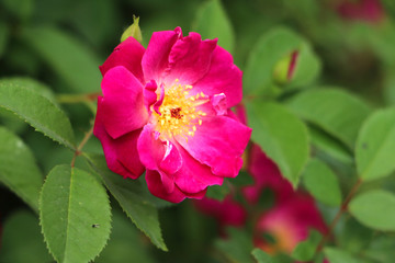 蔷薇花 高清
