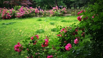 上海中山公园 蔷薇花园