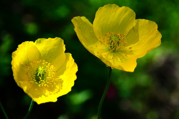 金莲花 黄花