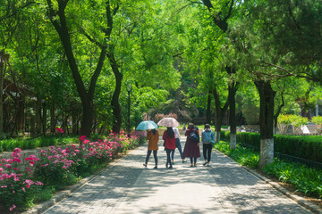 山大医学院绿色校园 （12）