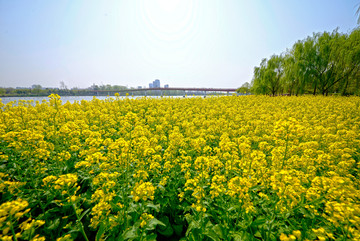 金华八咏公园油菜花田