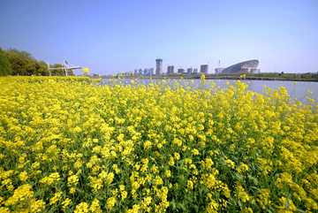 金华八咏公园油菜花 八咏码头