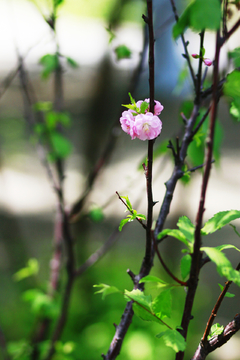 花儿 春天