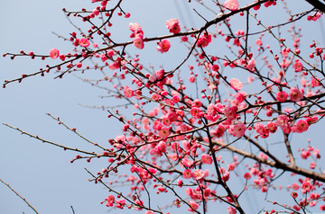 梅花