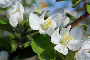 苹果开花
