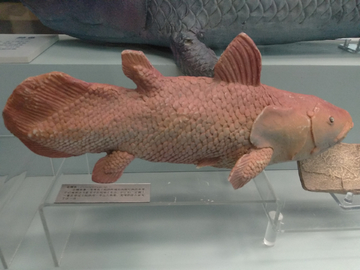 古代鱼类复原模型