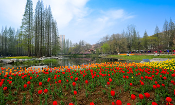 花园 郁金香 青岛中山公园