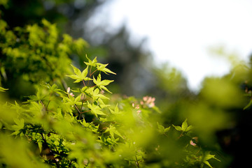 阳光下的槭树叶 枫树叶