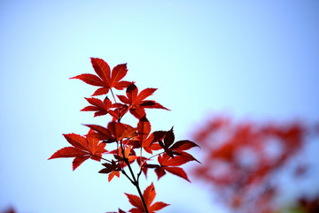 阳光下的红叶 枫树叶