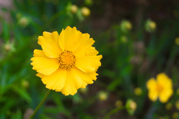 金鸡菊