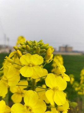 油菜花特写