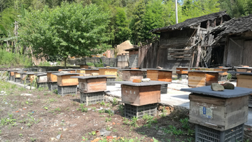 养蜂场