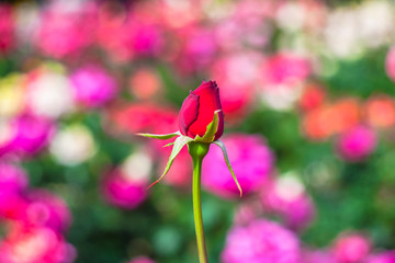 天津睦南道公园月季花