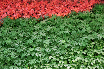 红绿植物墙