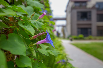 牵牛花