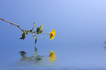 清新小花背景