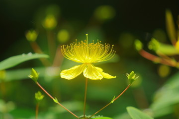 金丝桃花