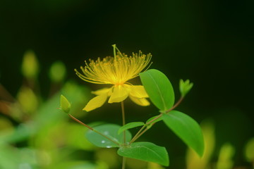 金丝桃花