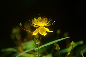 金丝桃花