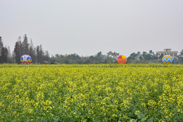 油菜花观赏区