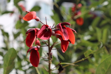 刺桐 刺桐树 刺桐花 红花刺桐