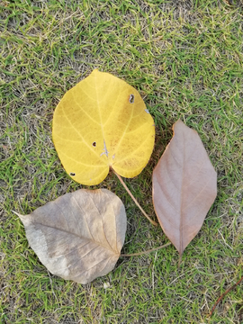 草地上的树叶落叶