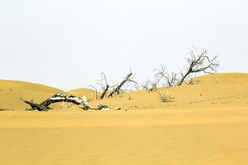 内蒙古阿拉善腾格里沙漠