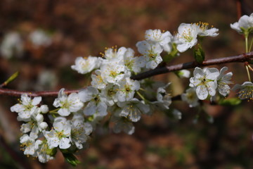 花满枝