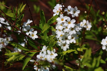 春暖花开