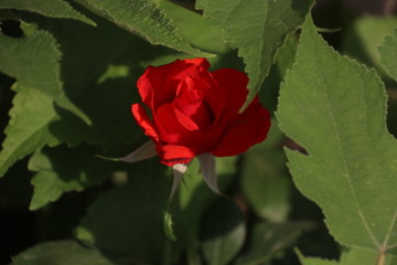 大红色月季花