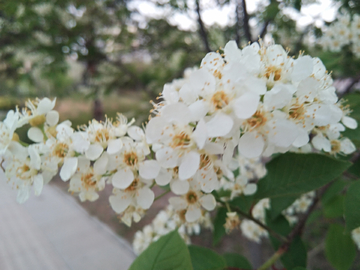 李树花