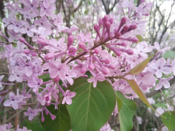 丁香花