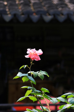 古镇月季