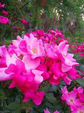月季花