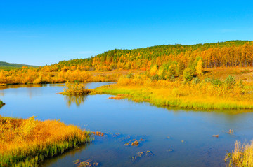秋天的湿地