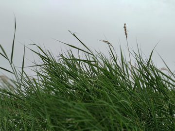 湿地杂草