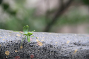 螳螂