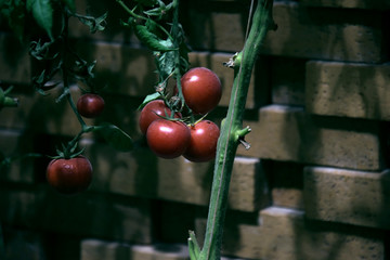 室内有机番茄种植