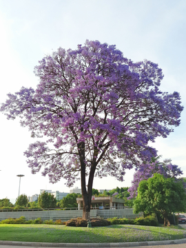 一树花