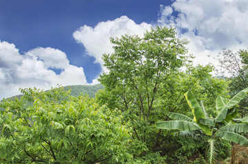 农村核桃树