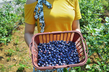 蓝莓 蓝莓园