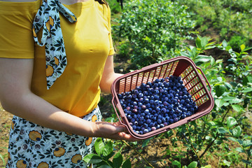 蓝莓 蓝莓园