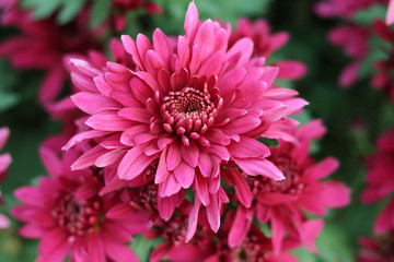 菊花