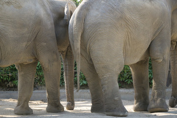 大象臀部 尾巴