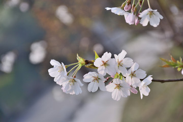 樱花 白色樱花