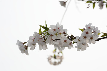 白色樱花 樱花树