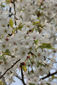 白色樱花 樱花树