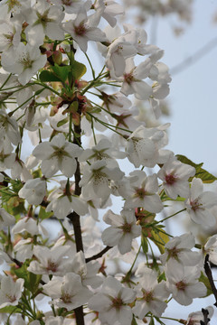 白色樱花 樱花树