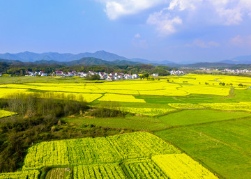 油菜花